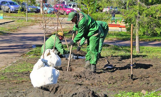 В Днепре медленно погибают высаженные «ДТЭК Днепроэнерго» деревья