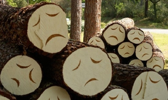 Прокурор Днипровщины помог истреблять лес за 2,5 тыс. долларов 