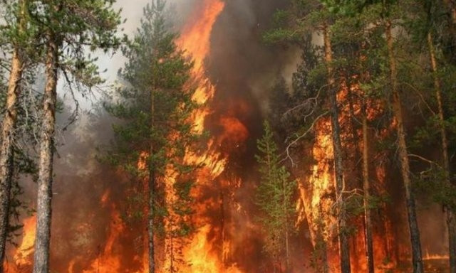 Пожар на Днепропетровщине: сотрудники ГСЧС тушили сосновый лес 