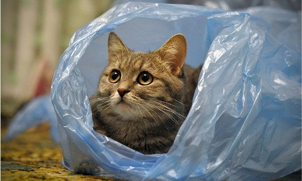 В Днепре кота выбросили на помойку прямо в пакете 
