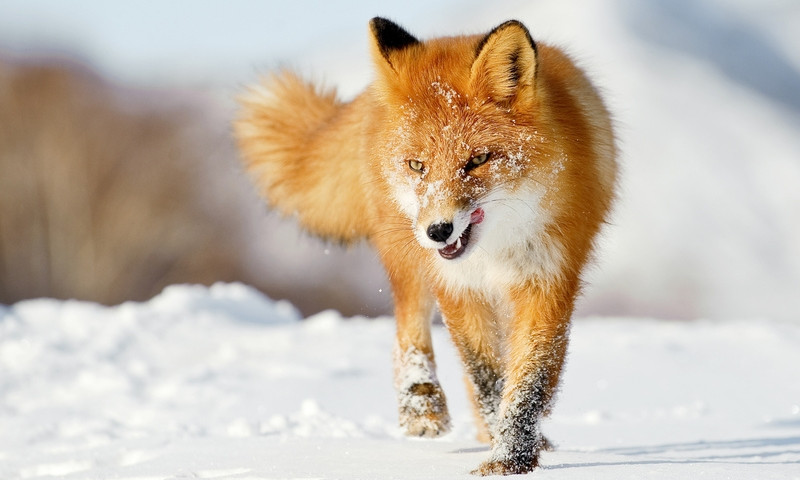 На Днепропетровщине бешеная лисица напала на компанию парней