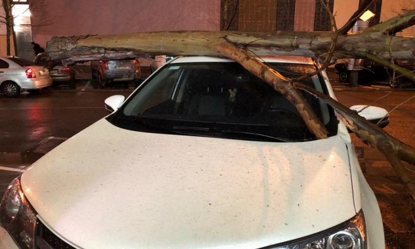 Древопад в Днепре: аварийное дерево упало на припаркованное авто