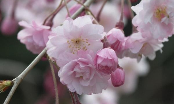 Уголок Японии в Днепре: в городе цветет сакура