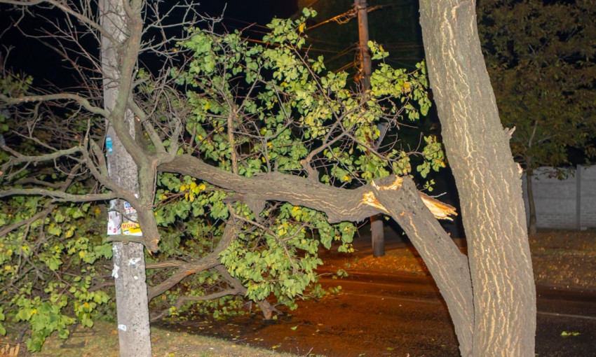 Древопад в Днепре: аварийная ветка упала на улице Короленко 
