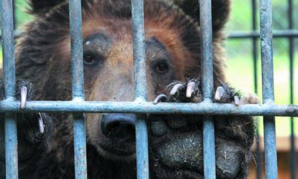 Медведица из Днепра привыкает к жизни в Закарпатье 