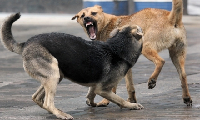 Жители Днепропетровщины жалуются на бродячих собак 