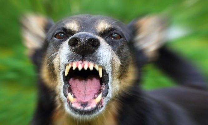 ЧП в Днепре: горожанку покусала стая бродячих собак 