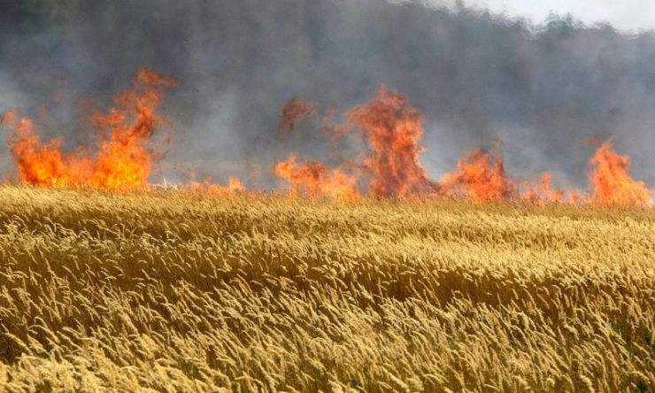 Пожар на Днепропетровщине: сотрудники ГСЧС тушили поле пшеницы