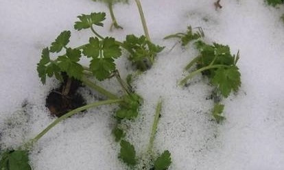 Аномальная зима в Днепре: петрушка растет прямо под снегом