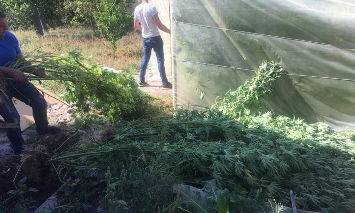 На Днепропетровщине полиция обнаружила плантацию марихуаны 