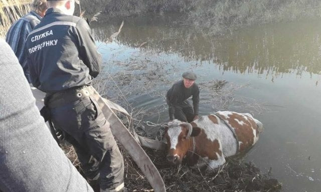Под Днепром сотрудник ГСЧС спасли корову 
