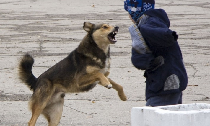 Жители Днепропетровщины страдают от укусов бездомных собак