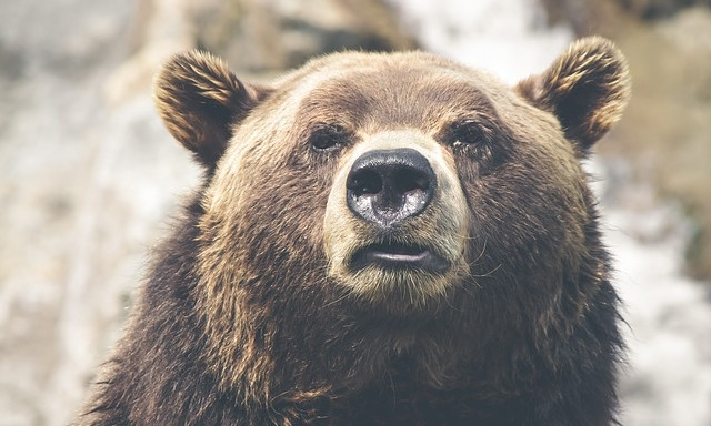 Из зоопарка в Днепре хотят перевести медведицу 