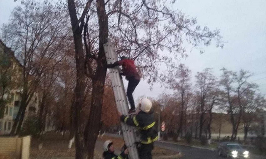 На Днепропетровщине мальчика снимали с дерева 