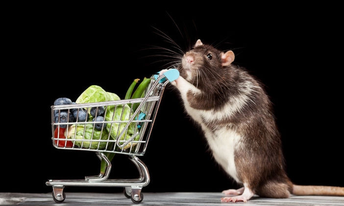 В магазине Днепра обнаружили крысу
