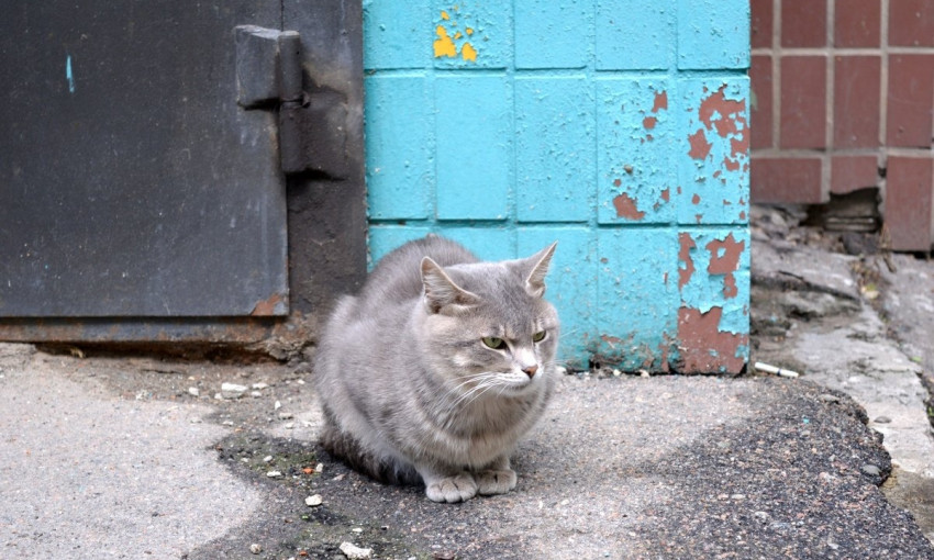 Мяукающий Днепр: в одном из многоэтажных домов живет более двадцати кошек