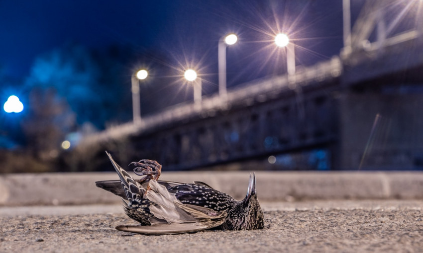 В Днепре на Сичеславской Набережной обнаружили стаю мертвых птиц