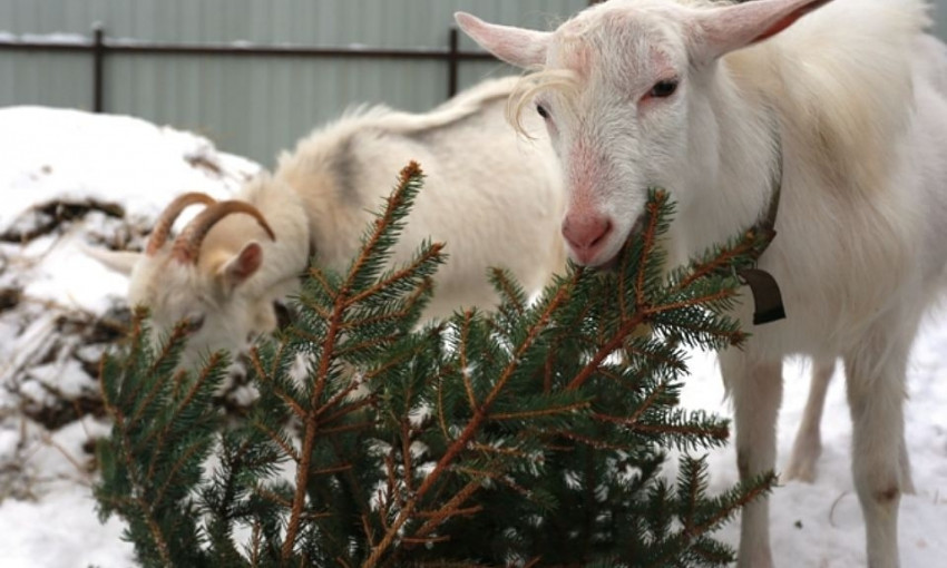 В Днепре новогодние елки скармливают козам 