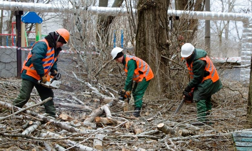 В Днепре коммунальщики планируют высадить 11 тысяч деревьев и кустов