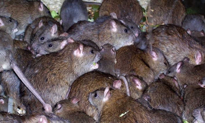 В Днепре нашли изъеденное крысами тело мужчины