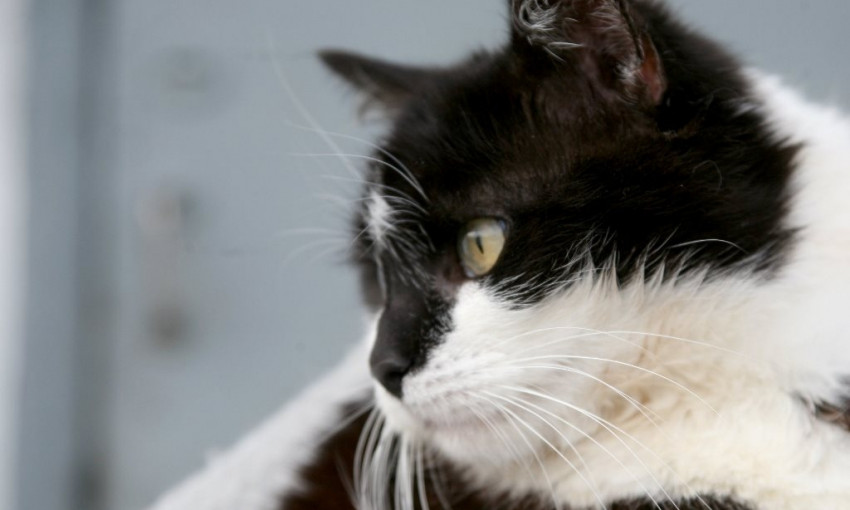 Кошечка, приносящая удачу: в Днепре волонтеры нашли кошку с необычными лапами