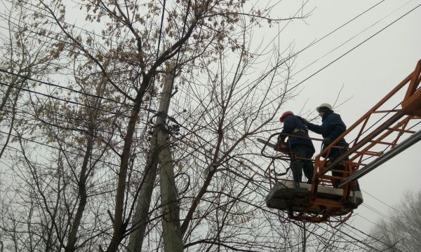 Днепряне недовольны обрезкой деревьев возле линий электропередачи