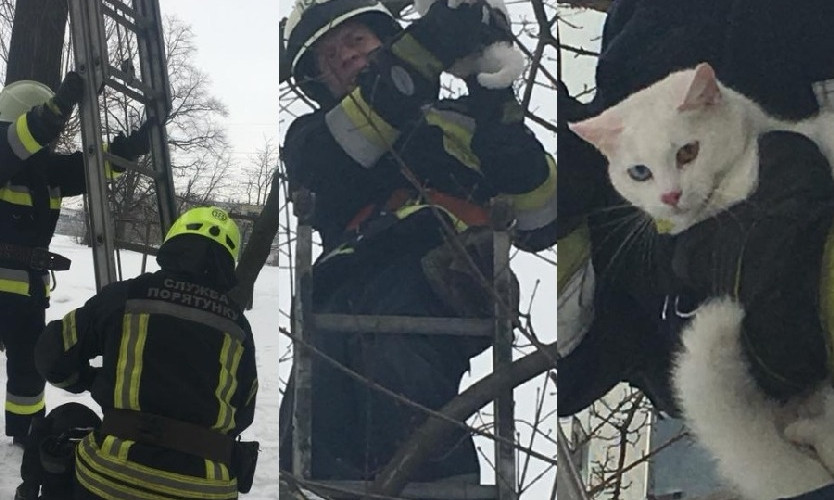 В Днепре пожарные спасли котенка 
