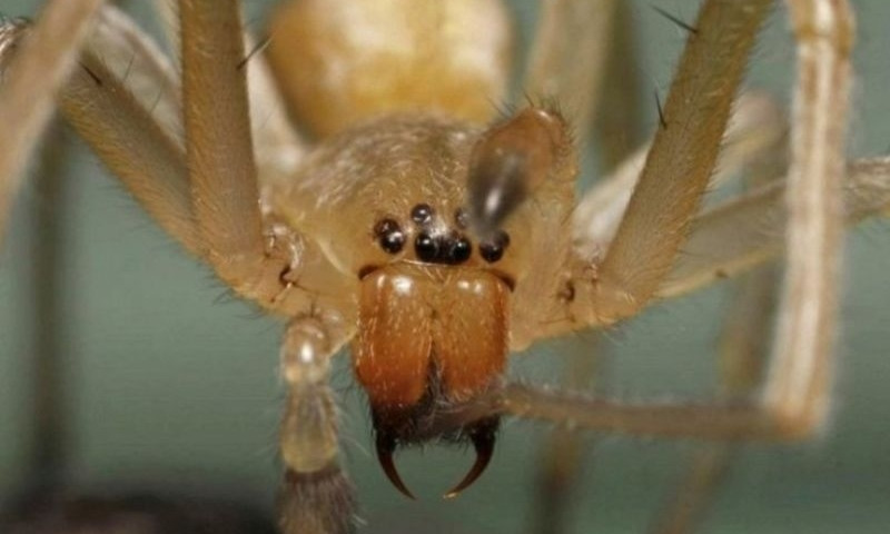 На Днепропетровщине появился опасный желтый паук