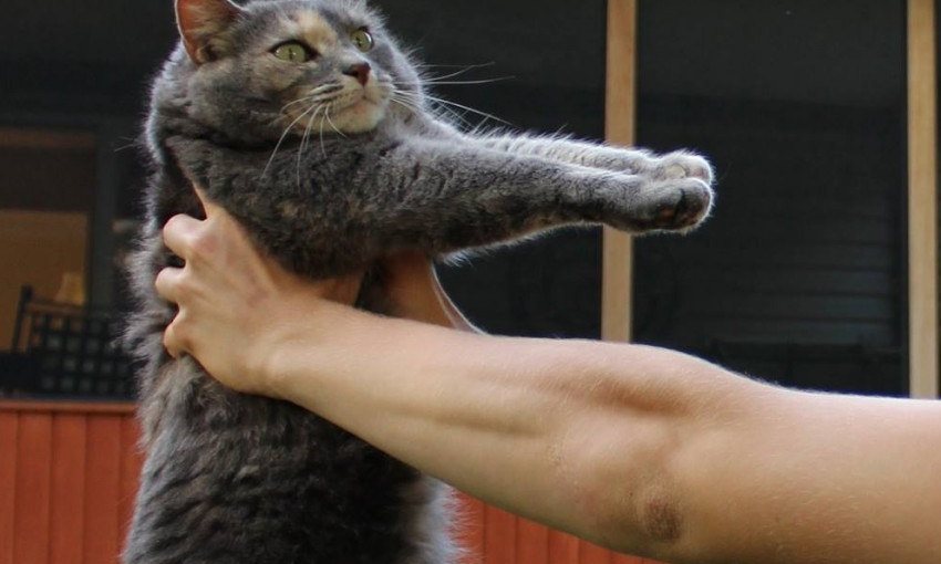 Днепровские грабители тренируются на кошках