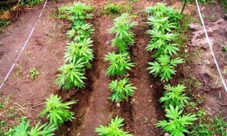 Житель Днепропетровщины прятал рассаду марихуаны в помидорах