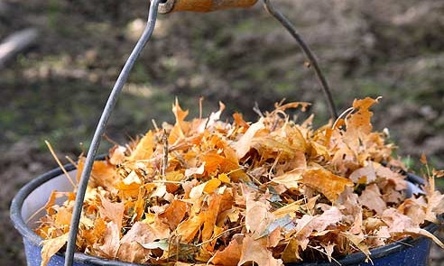 Экологи Днепра не рекомендуют убирать листья 