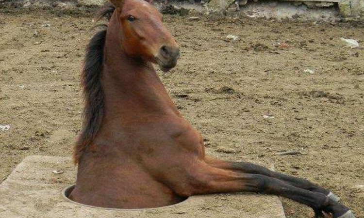 На Днепропетровщине лошадь застряла в колодце