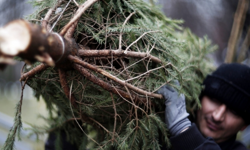 На Днепропетровщине избили продавца елок с инвалидностью 