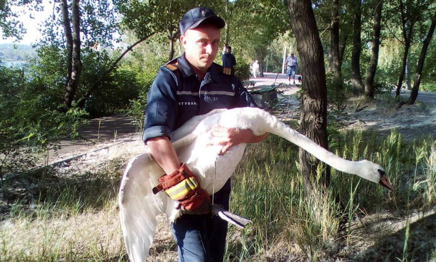 Спасти любой ценой: в Днепре сотрудники ГСЧС ловили раненого лебедя 