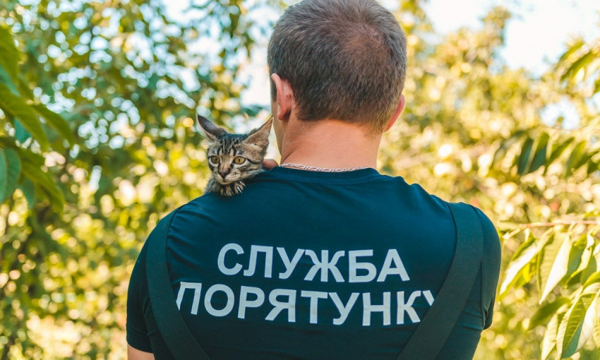 На Днепропетровщине сотрудники ГСЧС спасли котенка