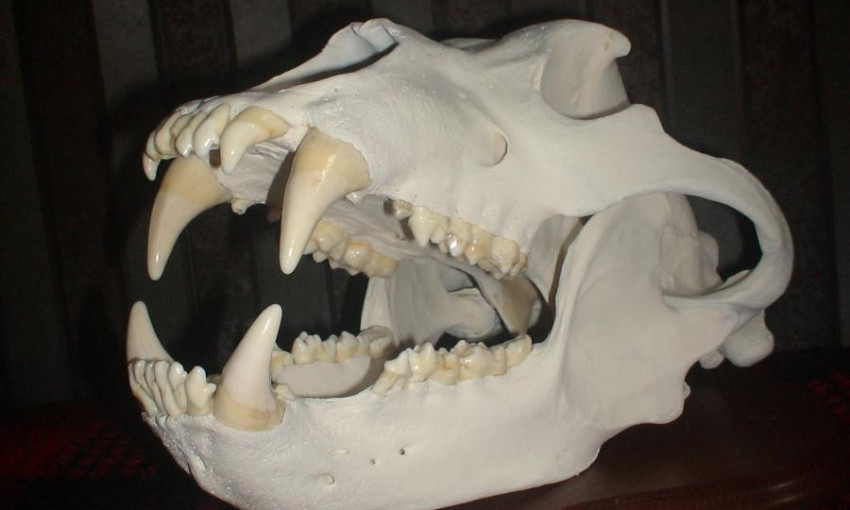 На Тополе обнаружили останки пещерных медведей 