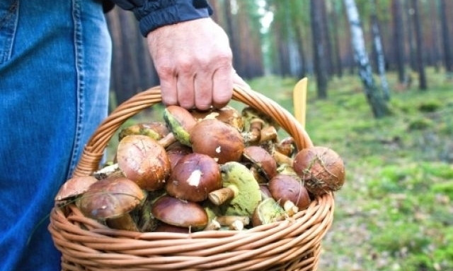 На Днепропетровщине четыре человека отравились грибами