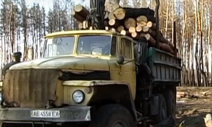 На Днепропетровщине массово вырубают деревья 