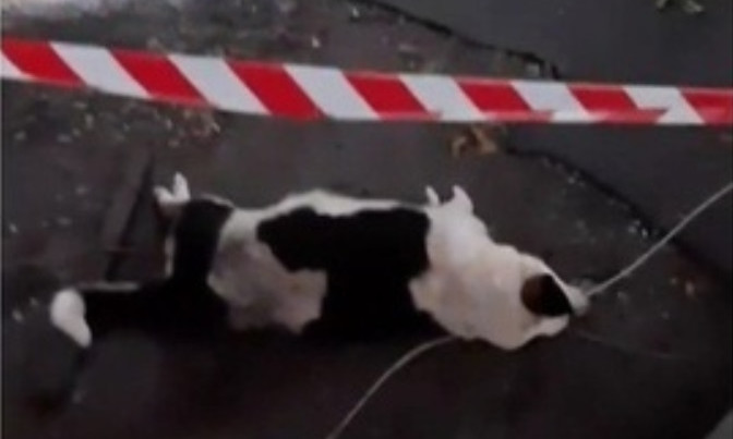 На Днепропетровщине собаку убило током из-за оборванного провода 