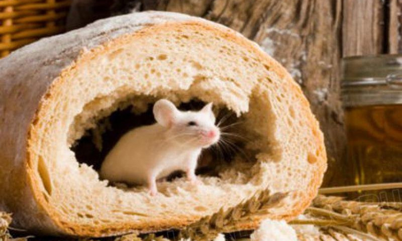 Житель Днепропетровщины обнаружил в хлебе мышь 