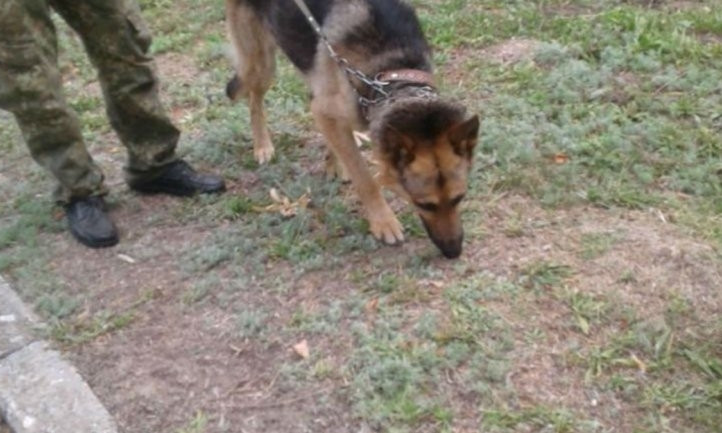 На Днепропетровщине служебная собака нашла пропавшую девочку 