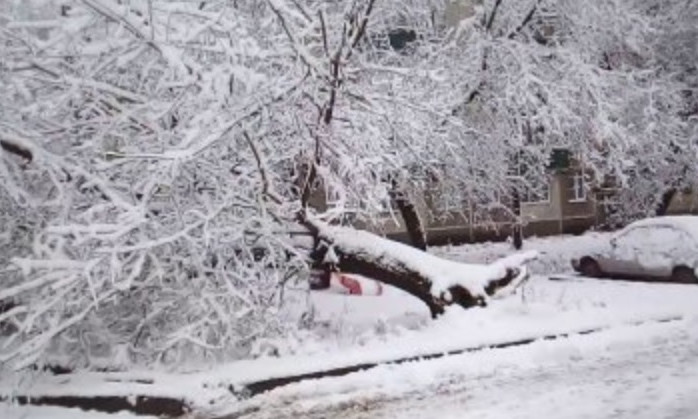 Древопад на Днепропетровщине: аварийное дерево упало на пенсионерку 