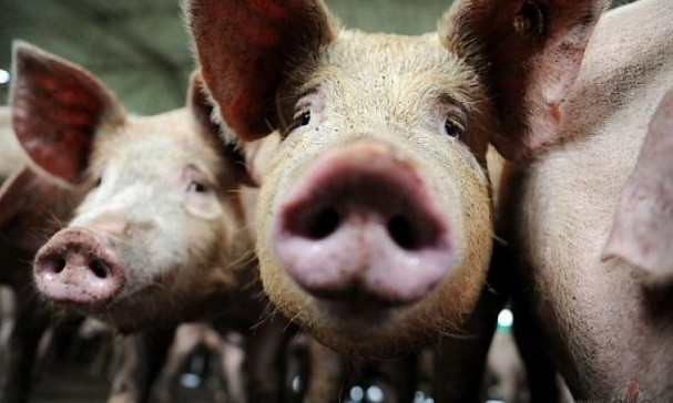 На Днепропетровщине массово сжигают свиней