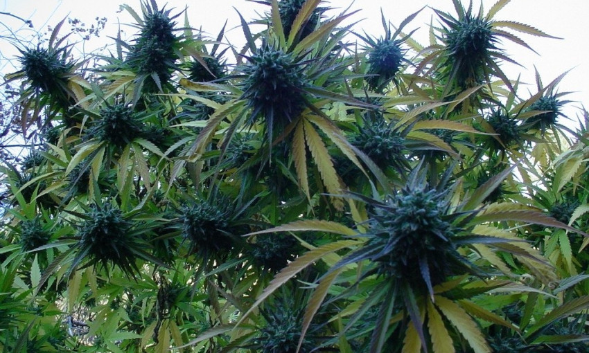 На Днепропетровщине обнаружили плантацию марихуаны 