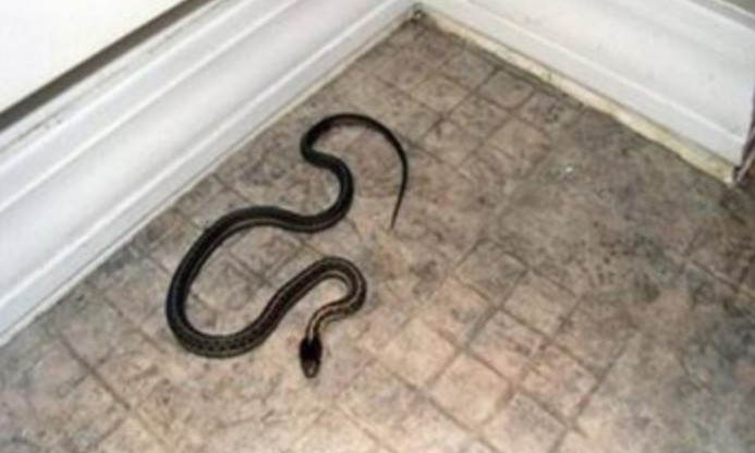 ЧП в Днепре: змея заползла в магазин 