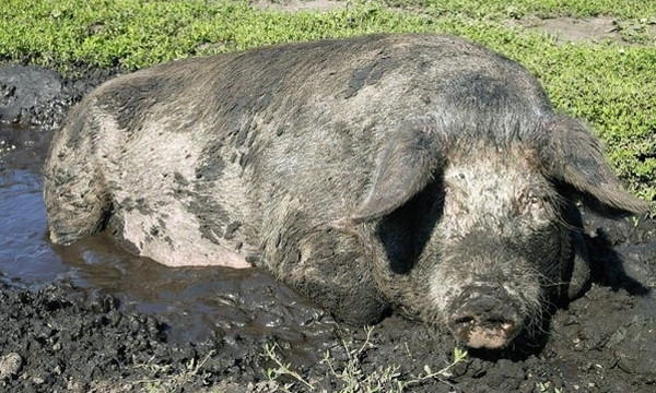 На Днепропетровщине отходы жизнедеятельности свиней выливают в реку