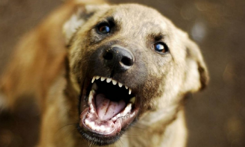 ЧП на Днепропетровщине: собака вцепилась в лицо ребенку 
