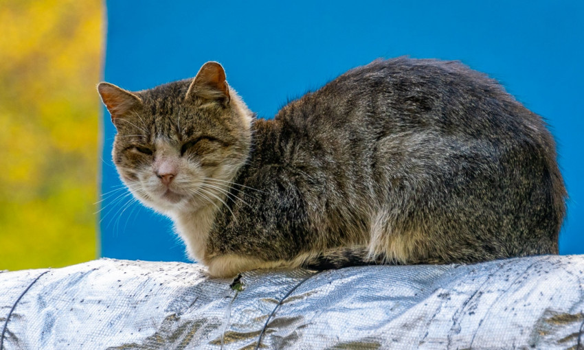 Мяукающий Днепр: как проводят время днепровские коты
