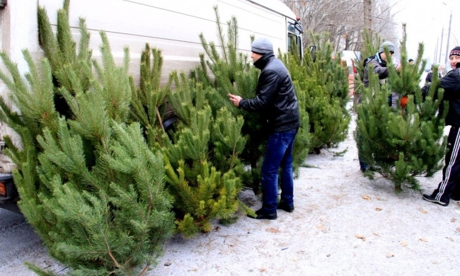 Под Днепром сотрудники полиции изъяли 530 новогодних елок 