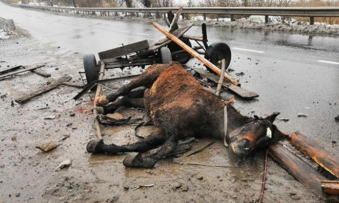 ДТП на Днепропетровщине: авто столкнулось с лошадиной повозкой 